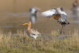 grutto paring 24-03-2011 uitkerkse polder 8.jpg