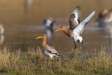 grutto paring 24-03-2011 uitkerkse polder 7.jpg
