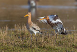 grutto paring 24-03-2011 uitkerkse polder 6.jpg