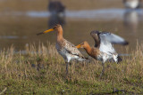 grutto paring 24-03-2011 uitkerkse polder 4.jpg