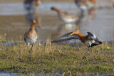 grutto paring 24-03-2011 uitkerkse polder 2.jpg