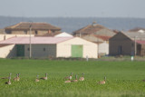 grote trap spanje 10-4-2011.jpg
