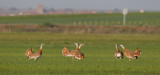 grote trap spanje 10-4-2011 4.jpg