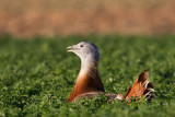 grote trap spanje 10-4-2011 12.jpg