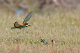 bijeneter rocio 28-04-2011 9.jpg