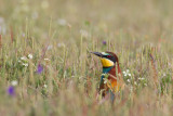 bijeneter rocio 28-04-2011 15.jpg