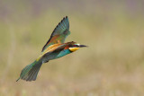 bijeneter rocio 28-04-2011 16.jpg