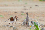 vorkstaartplevier serena 21-04-2011 11.jpg