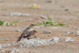 vorkstaartplevier serena 21-04-2011 14.jpg