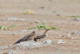 vorkstaartplevier serena 21-04-2011 21.jpg