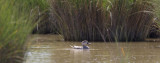 marmereend spanje 27-04-2011.jpg