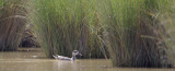 marmereend spanje 27-04-2011 2.jpg