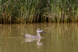 marmereend spanje 27-04-2011 7.jpg