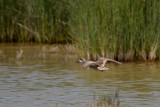 marmereend spanje 27-04-2011 8.jpg