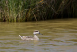 marmereend spanje 27-04-2011 9.jpg