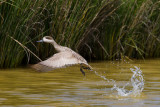 marmereend spanje 27-04-2011 10.jpg