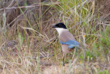 blauwe ekster donana 24-04-2011 5.jpg