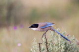 blauwe ekster donana 24-04-2011 7.jpg