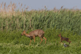 ree kampereiland 24-05-2011.jpg