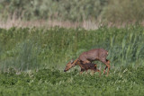 ree kampereiland 24-05-2011 2.jpg