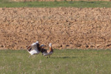 grote trap spanje 13-04-2011 14.jpg