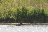 ree ijsselmonding 28-11-2011.jpg