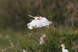koereiger donana 24-04-2011 3.jpg