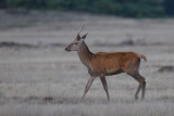 edelhert hoge veluwe 18-09-2010 14.jpg