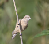 buidelmees ijsselmonding 20-08-2011.jpg