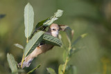 buidelmees ijsselmonding 20-08-2011 5.jpg