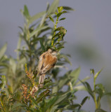 buidelmees ijsselmonding 20-08-2011 3.jpg