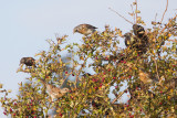 kramsvogel ijsselmonding 1-11-2011 3.jpg