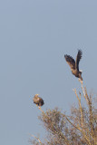zeearend ijsselmonding 1-11-2011 7.jpg