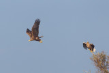 zeearend ijsselmonding 1-11-2011 8.jpg