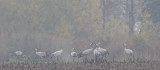 kraanvogel diepholz 7-11-2011 10.jpg