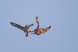 velduil 19-11-2011 uitkerkse polder 4.jpg