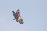 velduil 19-11-2011 uitkerkse polder 2.jpg