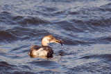 dodaars ketelmeer 10-12-2011 3.jpg
