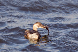 dodaars ketelmeer 10-12-2011 4.jpg