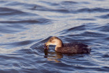 dodaars ketelmeer 12-2011.jpg