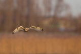 velduil uitkerkse polder 17-12-2011 2.jpg