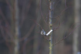 klapekster bos 20-01-2012 4.jpg