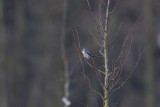 klapekster bos 20-01-2012 7.jpg