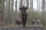 wisent natuurpark 29-01-2012 2 a.jpg