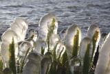 ijspegels ketelmeer 31-01-2012 6a.jpg
