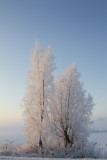 kampereiland 4-02-2012 2 a.jpg