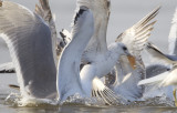 ijssel kampen27-01-2012 meeuw 2 a.jpg