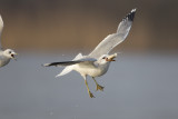 ijssel kampen27-01-2012 meeuw 3 a.jpg