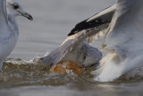 ijssel kampen27-01-2012 meeuw 5 a.jpg