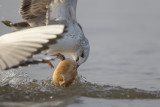 ijssel kampen27-01-2012 meeuw 6 a.jpg
